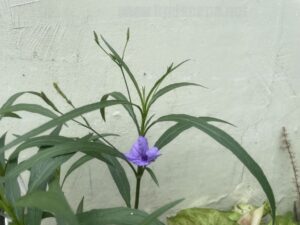 permanent-flowers-easy-grow-5