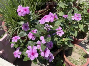 permanent-flowers-easy-grow-3
