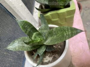 easy-grow-permanent-green-plants-3