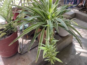 easy-grow-plants-hanging-baskets-2