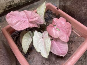 colored-leaves-easy-grow-plants-2