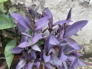 colored-leaves-easy-grow-plants-1
