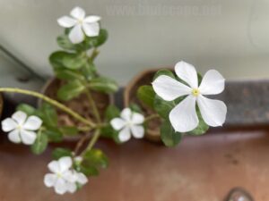 permanent-flowers-easy-grow-4