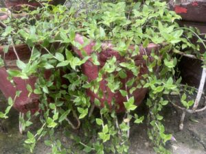 easy-grow-plants-hanging-baskets-4