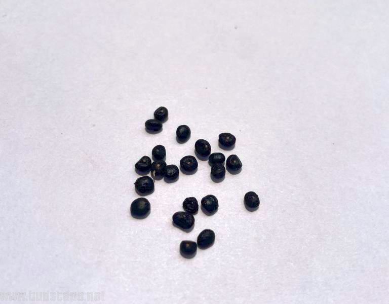IDENTIFY HERB SEEDS ASPARAGUS
