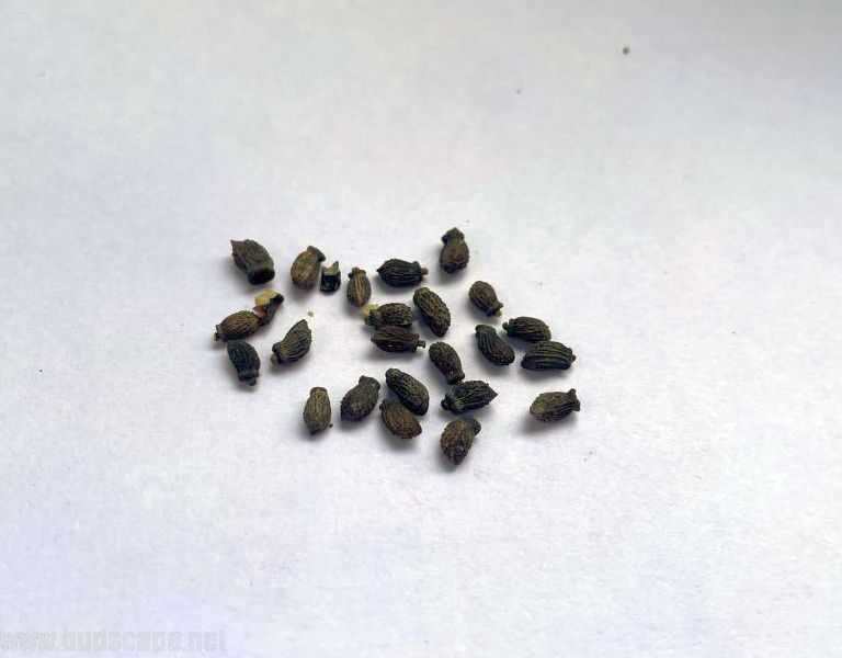 IDENTIFY HERB SEEDS BORAGE