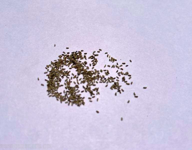 IDENTIFY HERB SEEDS CHAMOMILE