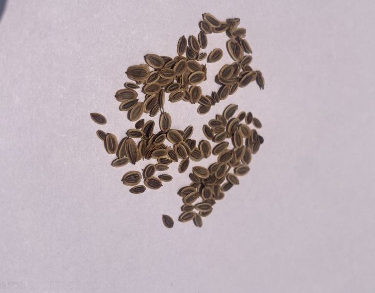 IDENTIFY HERB SEEDS DILL