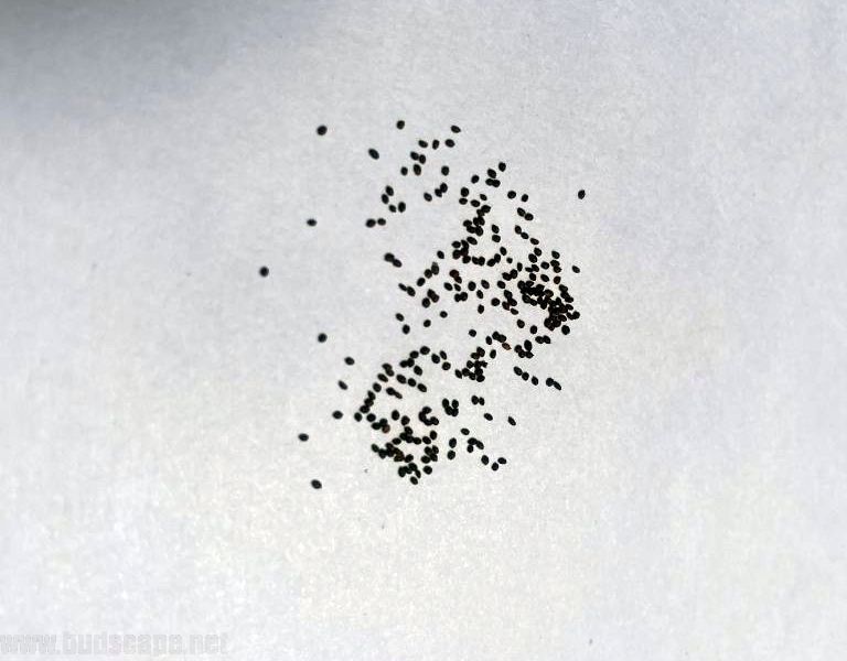 IDENTIFY HERB SEEDS OREGANO