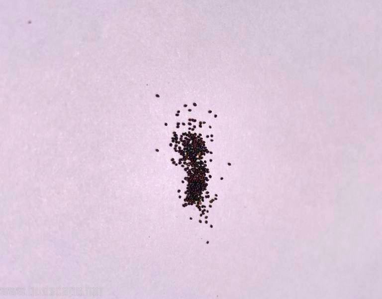 IDENTIFY HERB SEEDS PEPPERMINT