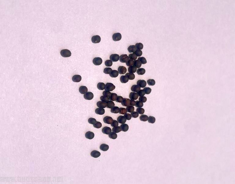IDENTIFY HERB SEEDS SAGE