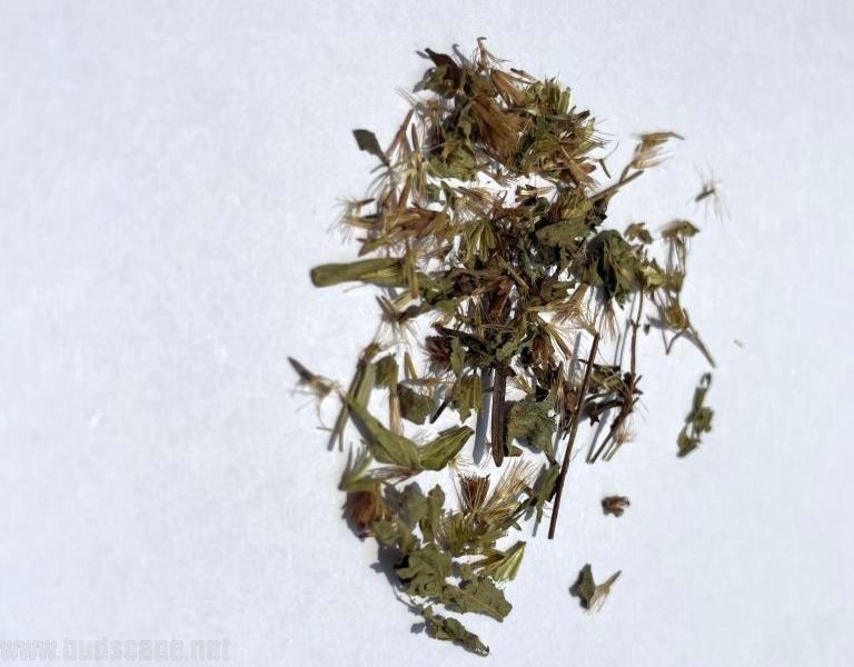 IDENTIFY HERB SEEDS STEVIA