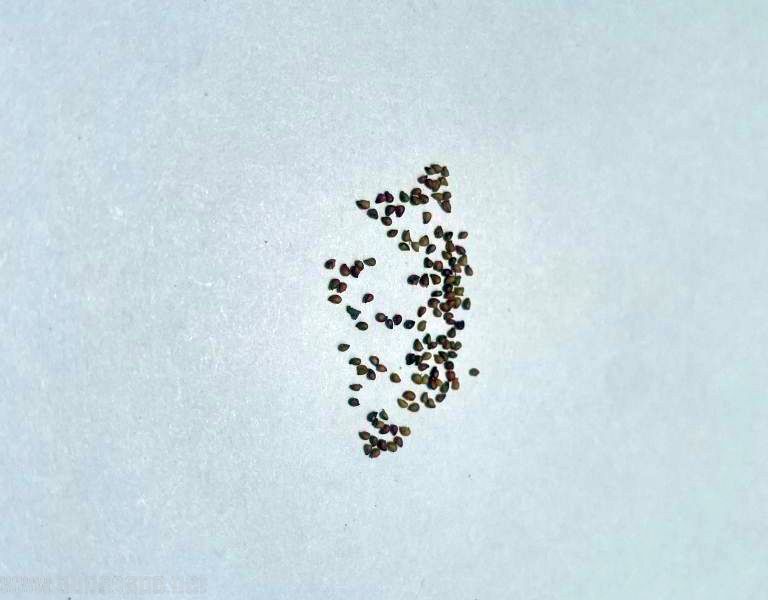 IDENTIFY HERB SEEDS STRAWBERRY