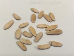 what do kakdi seeds look like