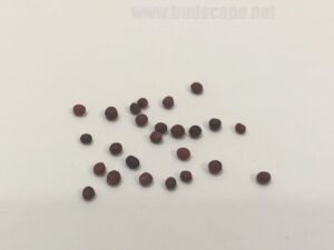 what do broccoli seeds look like