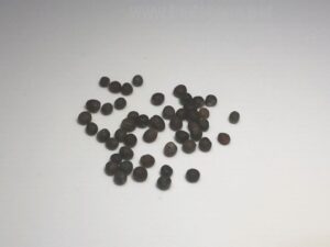 what do brussel sprouts seeds look like