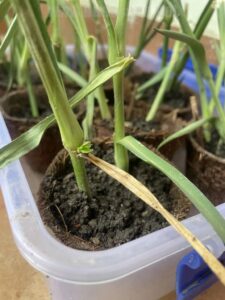 New growth on carnation flower stem cutting