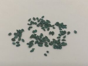 what do carrot seeds look like