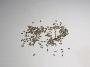 what do chamomile seeds look like