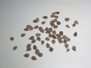 what do cherry tomato seeds look like