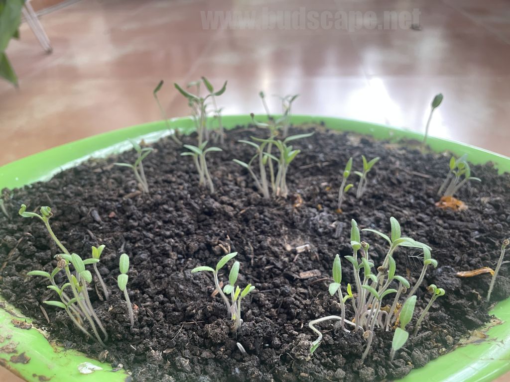 CHERRY TOMATO SEEDLINGS FROM FRUIT SALAD