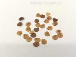 what do ornamental chilli seeds look like