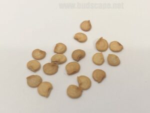 what do green chilli seeds look like