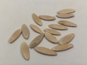 what do cucumber kheera seeds look like