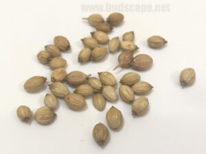 how do dhaniya seeds look