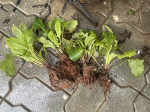 propagate-gerbera-daisy-flower-plants-easy