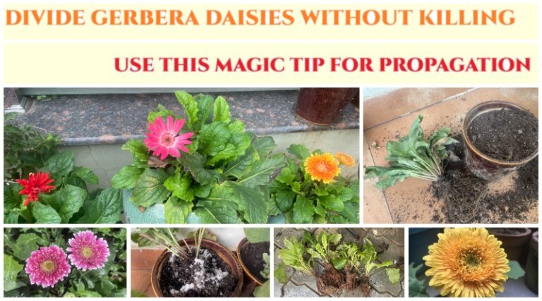 GARDENING FOR BEGINNERS