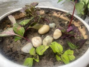 easiest-way-propagate-coleus-cuttings