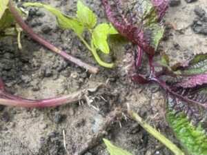 easiest-way-propagate-coleus-cuttings