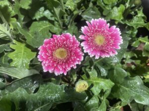 gerbera-plant-care-tips