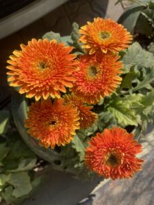 get-lots-flowers-on-gerbera-daisy