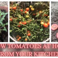grow tomato plants from slices