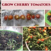 cherry tomato seedlings grown from slices