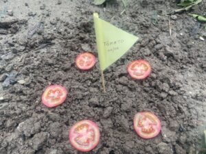 grow-tomato-plants-from-tomato-slice