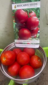 grow-tomato-plants-from-tomato-slice