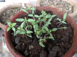 grow-tomato-seeds-seedlings