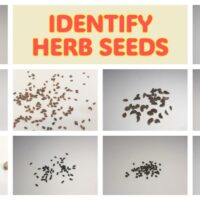 herb seed pictures