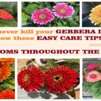 How to care for gerbera daisy flower plants