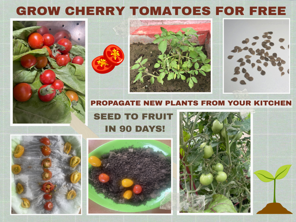 CAN YOU GROW CHERRY TOMATOES AT HOME INDIA