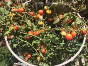 increase-tomato-on-plant-home-garden