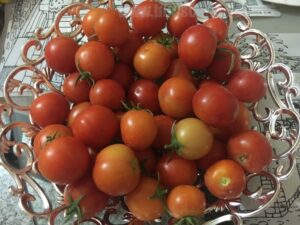 increase-tomatoes-on-plant