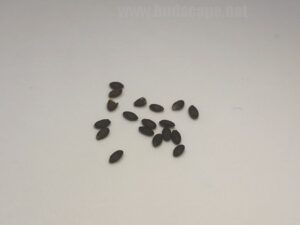 how do Italian basil seeds look