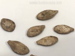 what do kaddu pumpkin seeds look like
