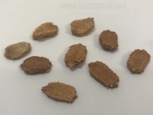 what do karela bitter gourd seeds look like