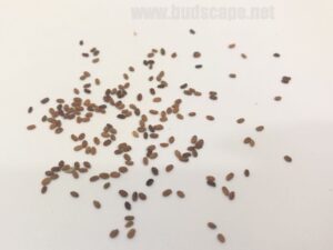 how do kasuri methi seeds look
