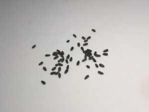 how do lemon balm seeds look